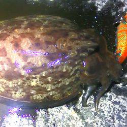 石津浜ではアオリイカ、湾内ではタコ多数とコウイカが釣れました